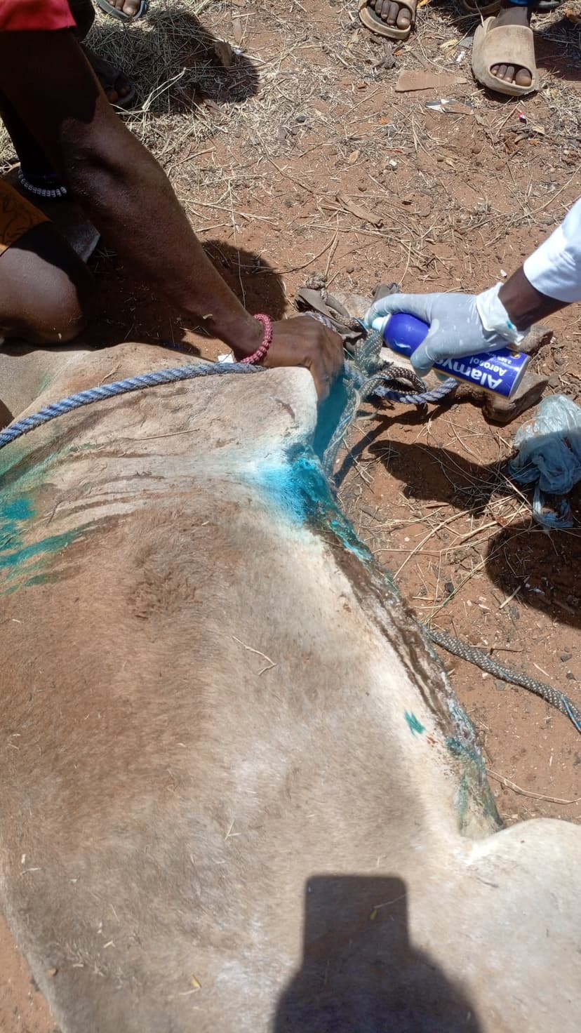 Working animals receiving care