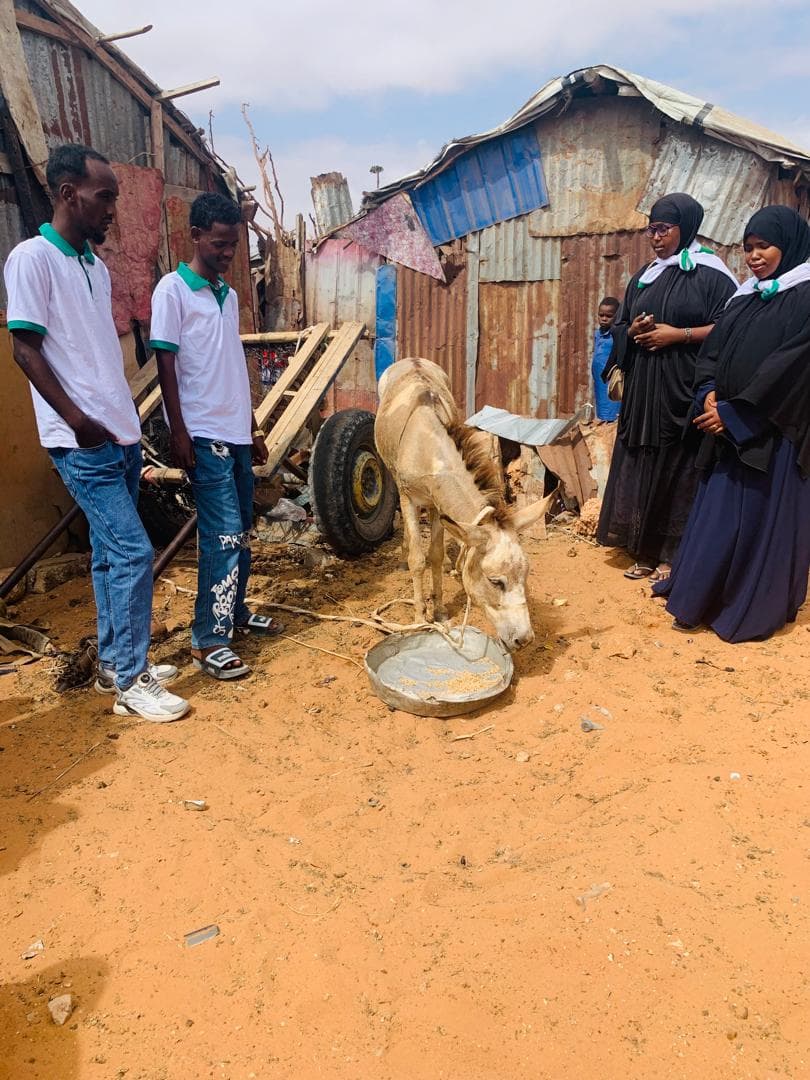 Working Animal Support - Afmadow