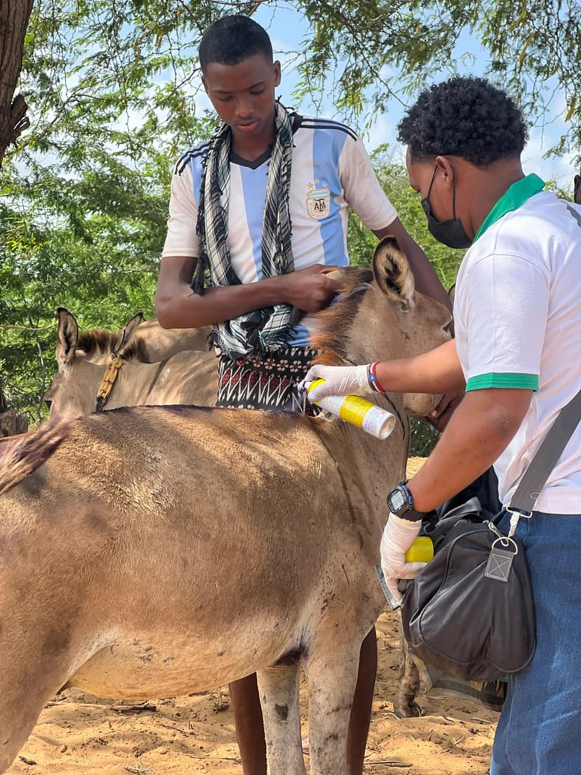 Treatment for a working donkey