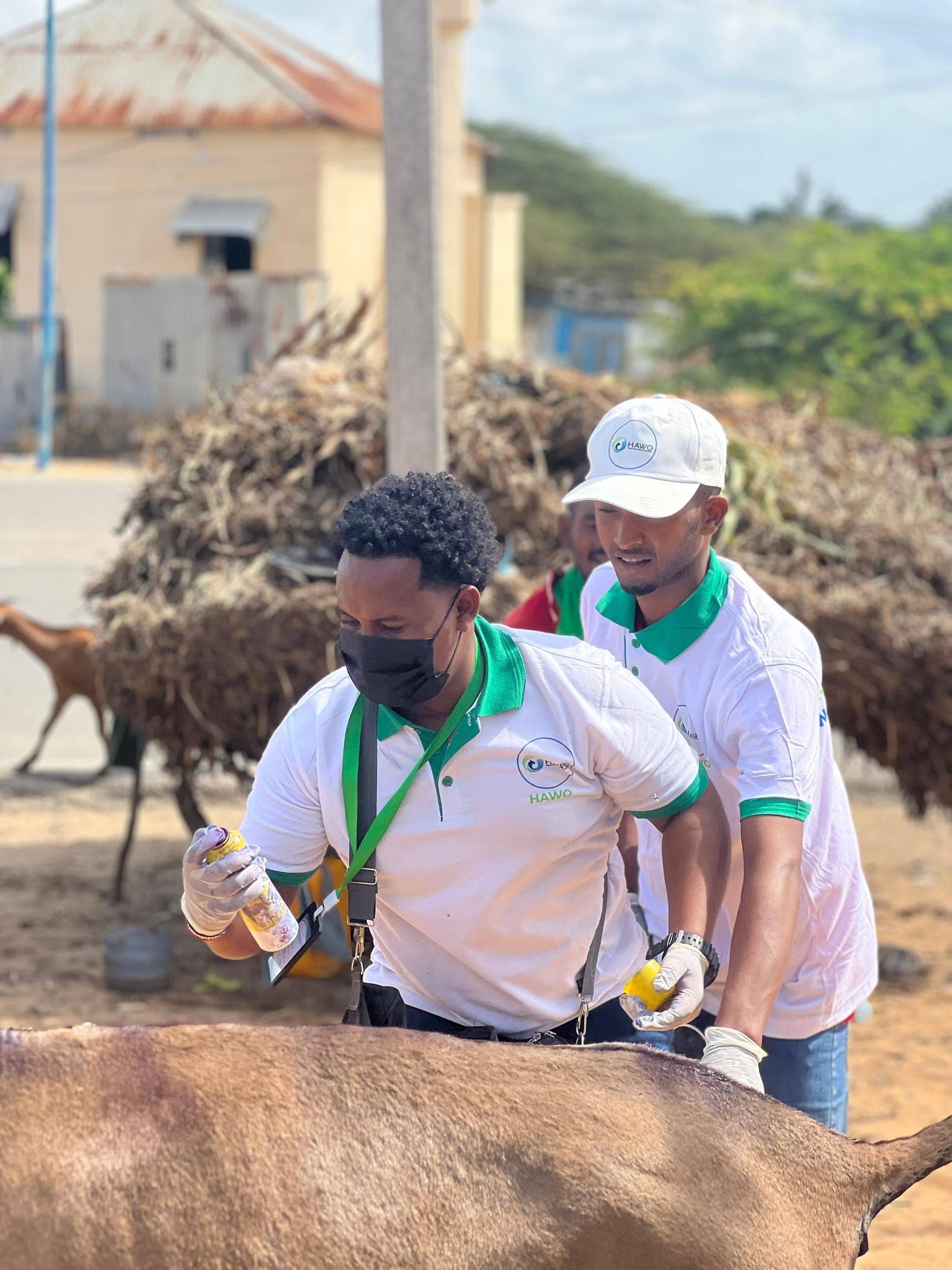 Working Animals Support in Afgoye