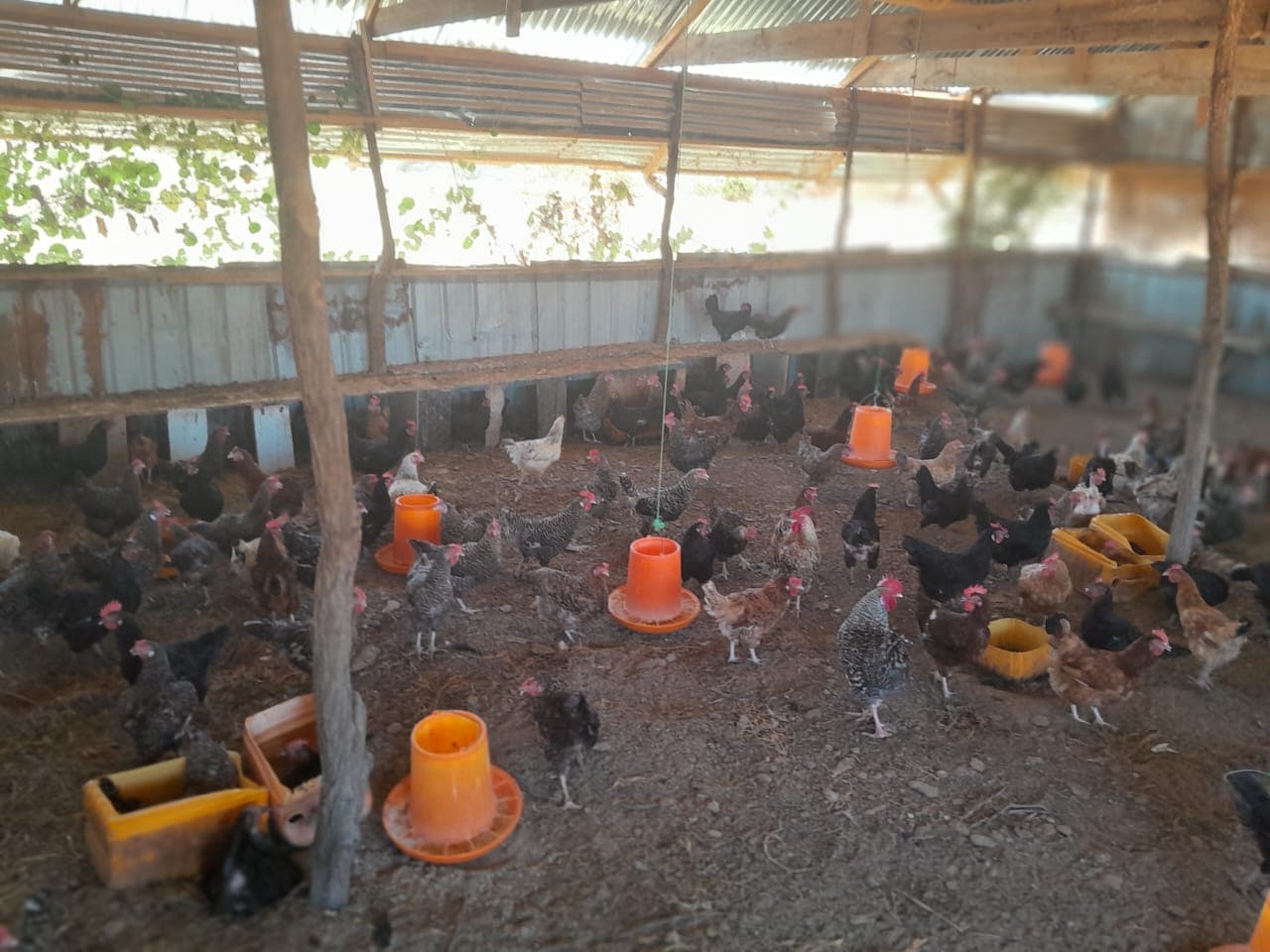 Poultry farm support