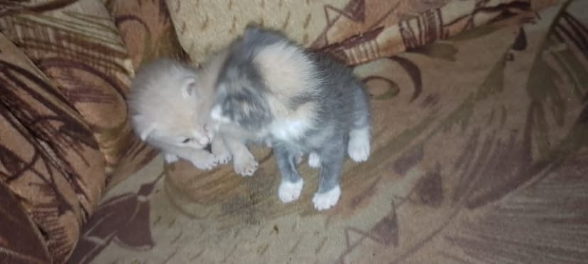 Rescued kittens together
