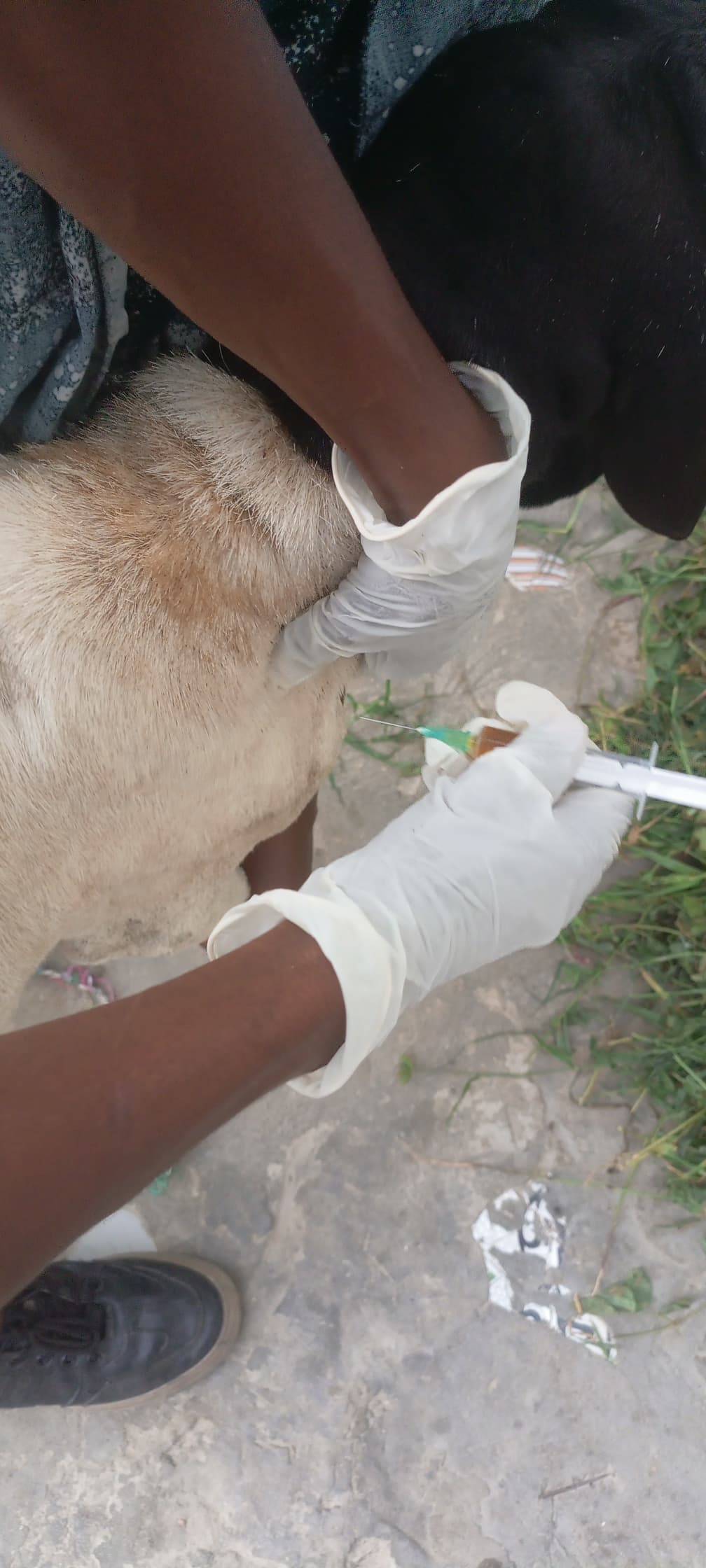 Veterinary Treatment Services