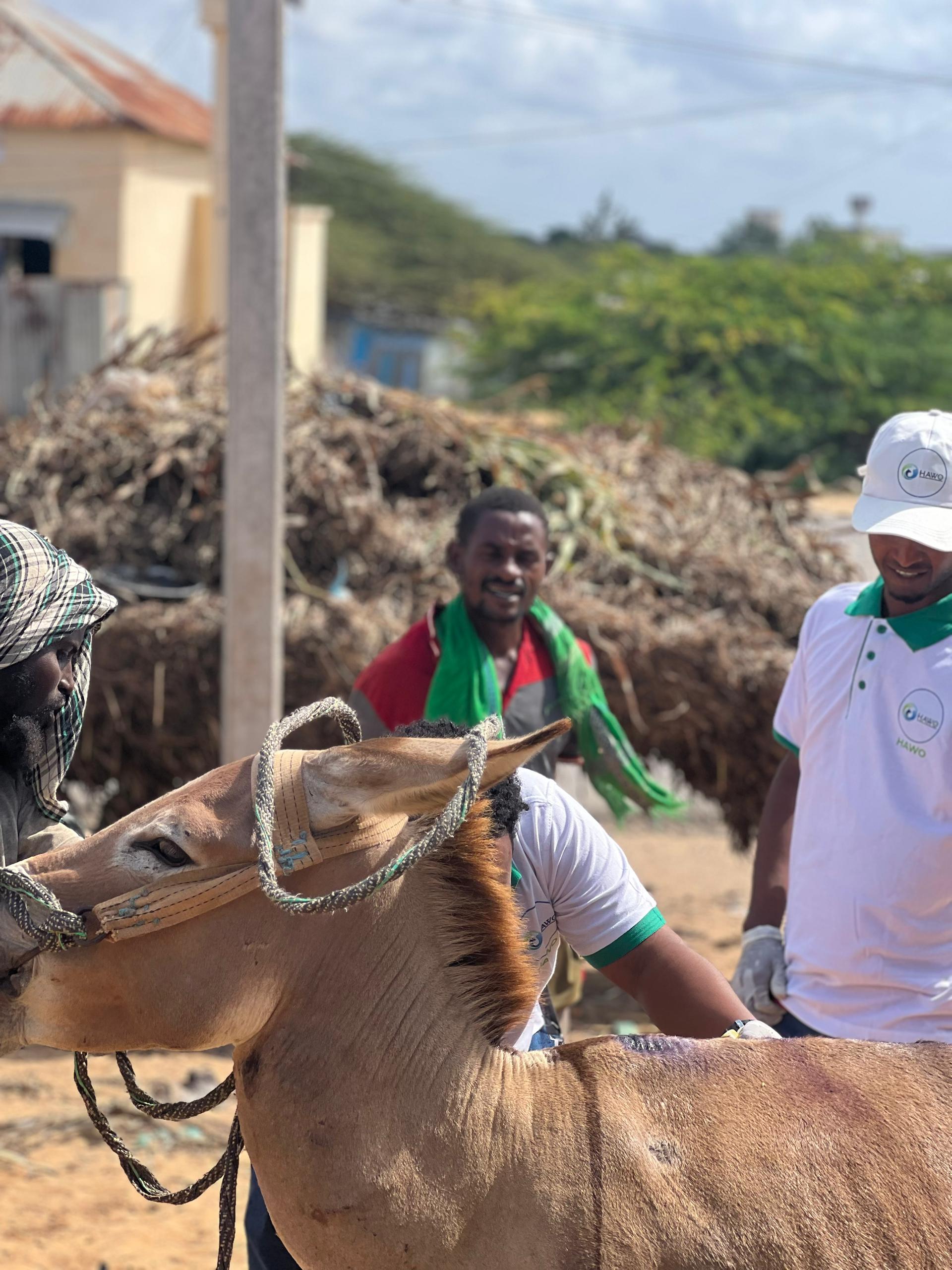HAWO's Support for Working Animals in Afgoye