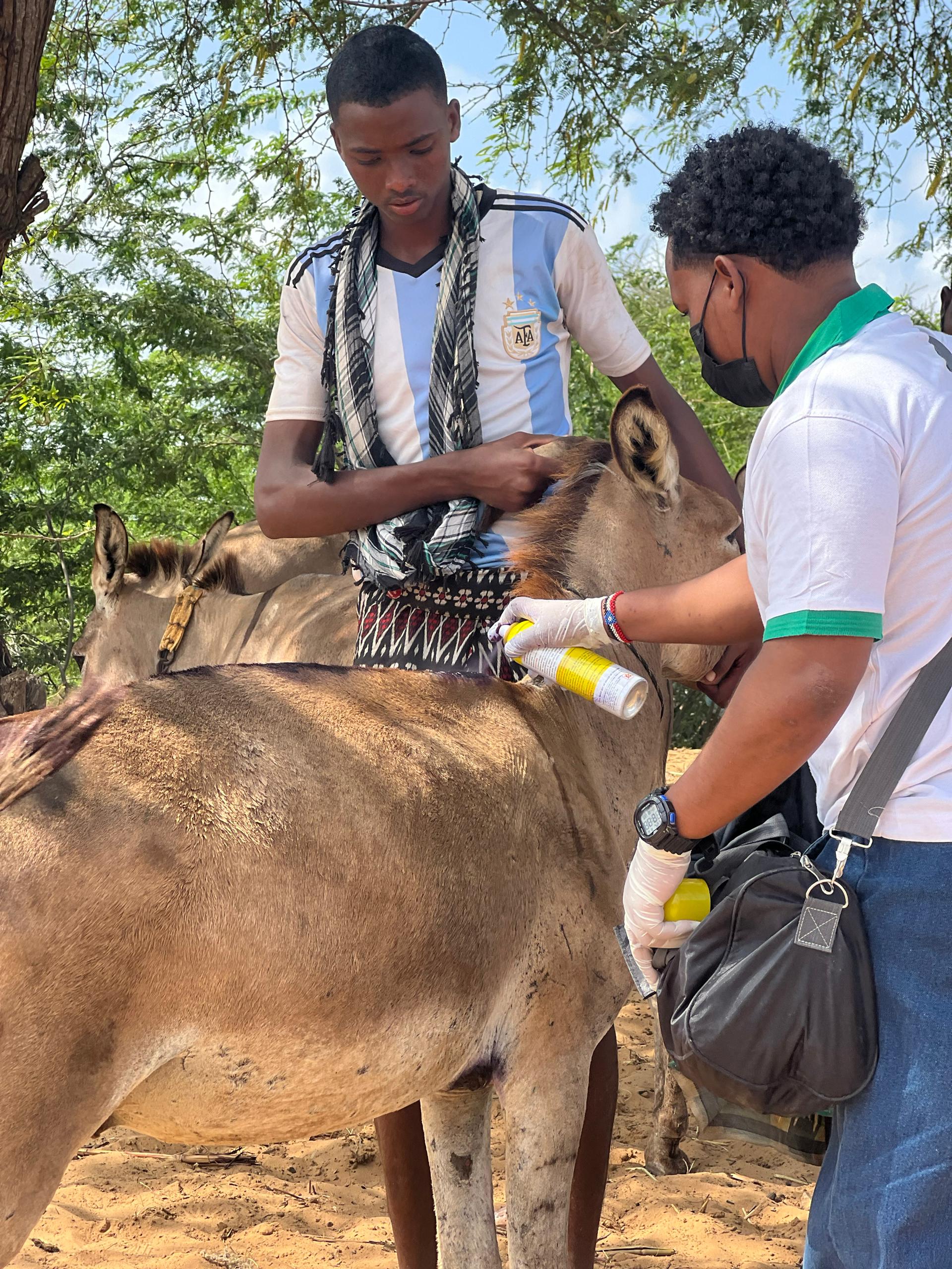 Medical Care for Working Donkeys
