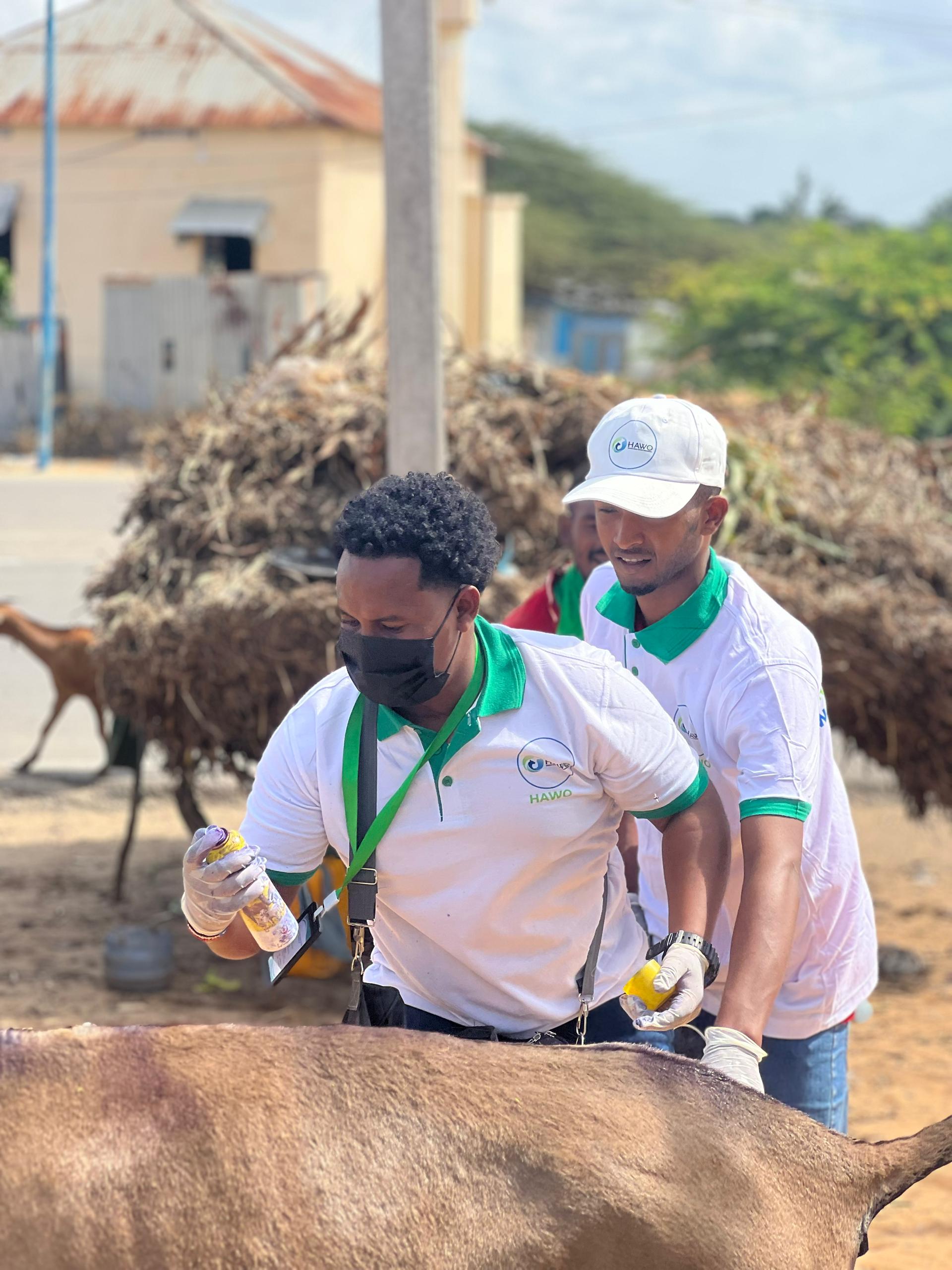 Working Animals Support in Afgoye