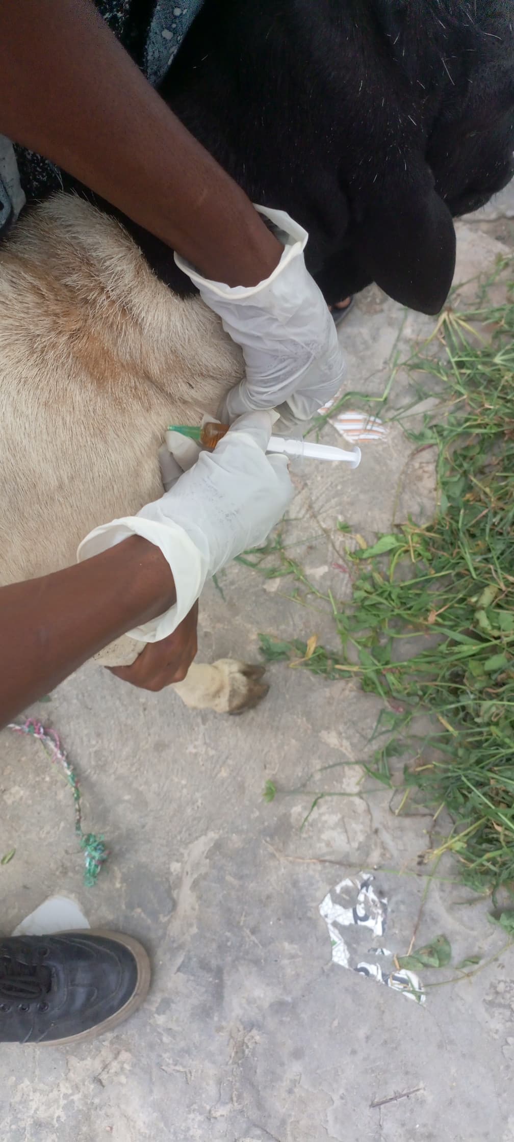 Vaccination Campaign in Progress