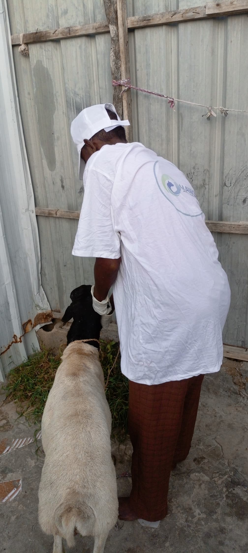 HAWO Expands Livestock Care with Sheep Vaccination Program