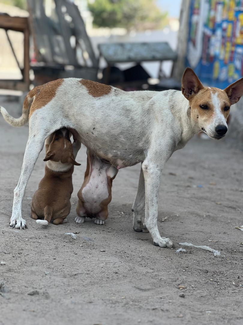 Mother dog with puppies under HAWO care