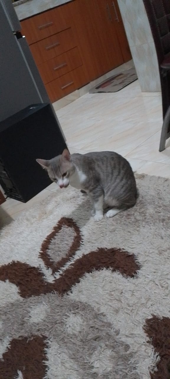 Rescued Cat Recovery