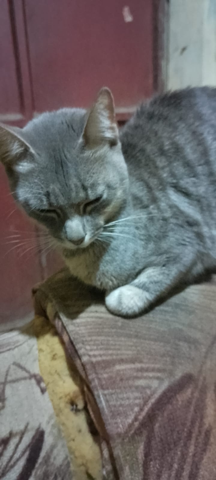 Rescued cat at HAWO shelter