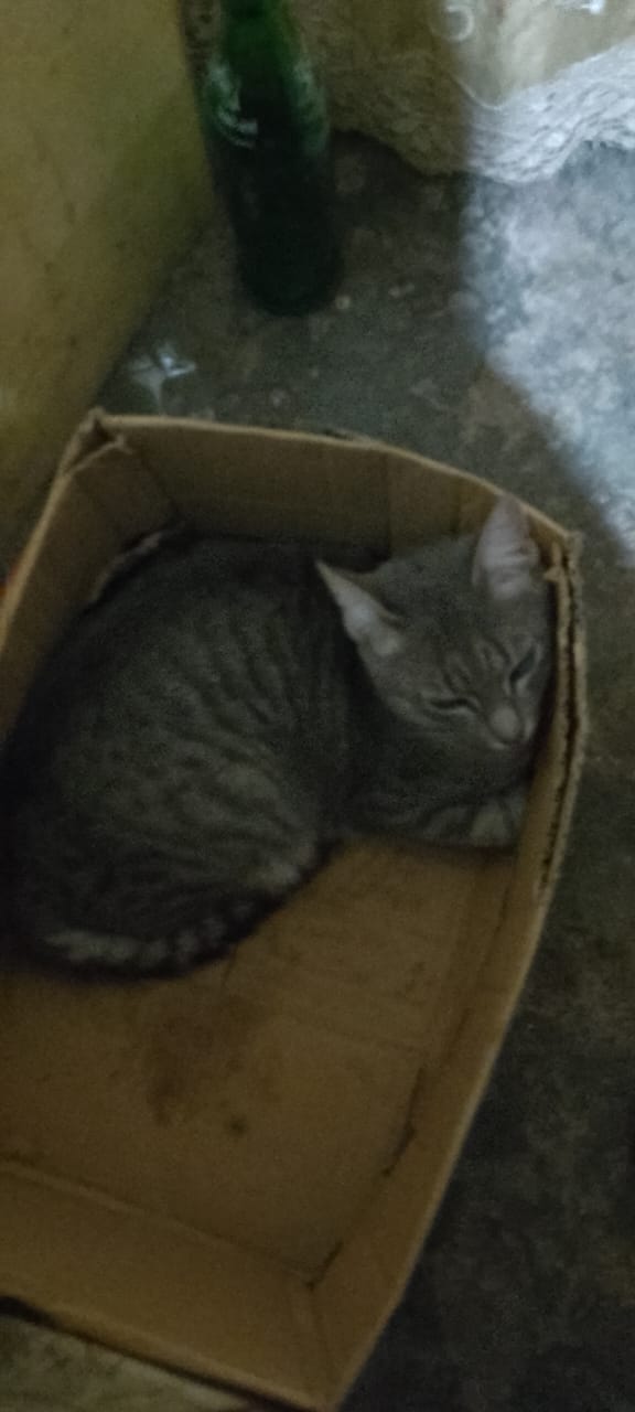 Rescued Kitten in Care