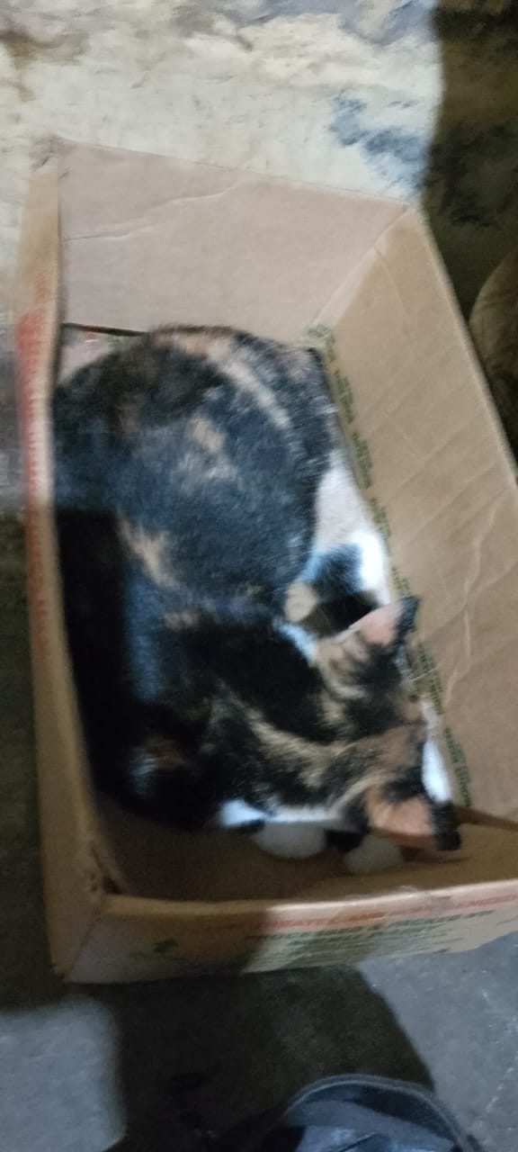 Safe at HAWO Shelter