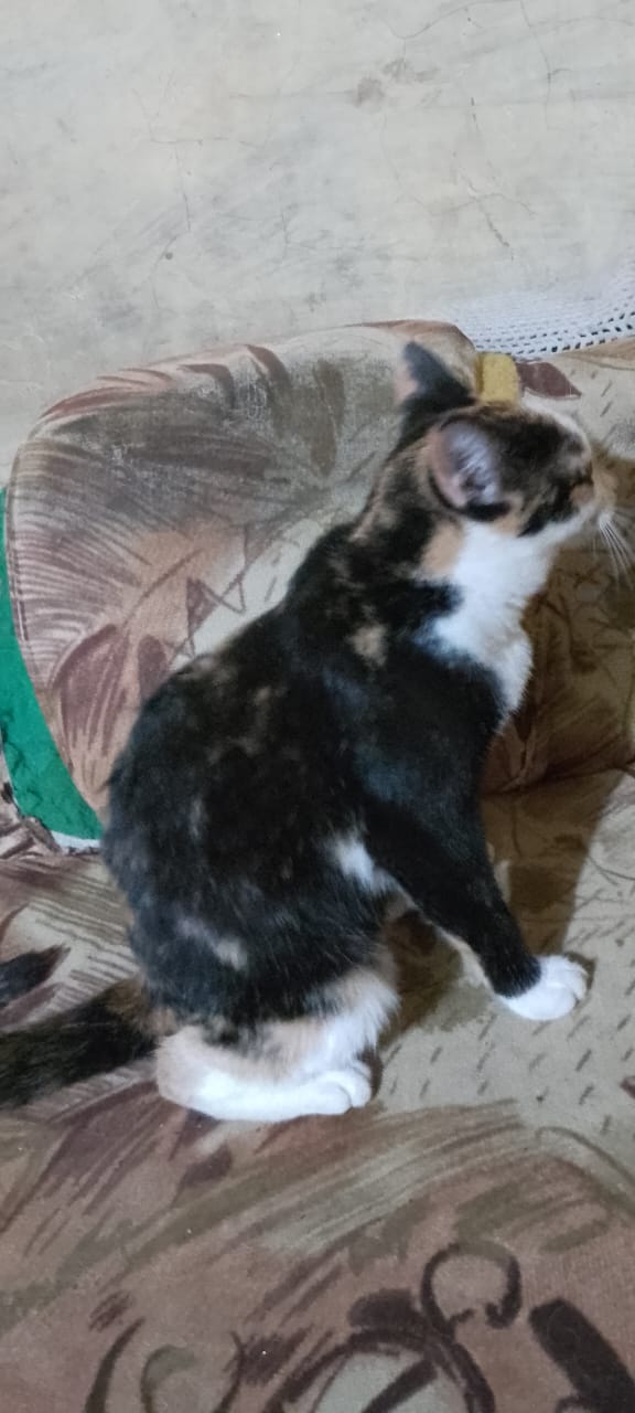 Safe Haven Kitten