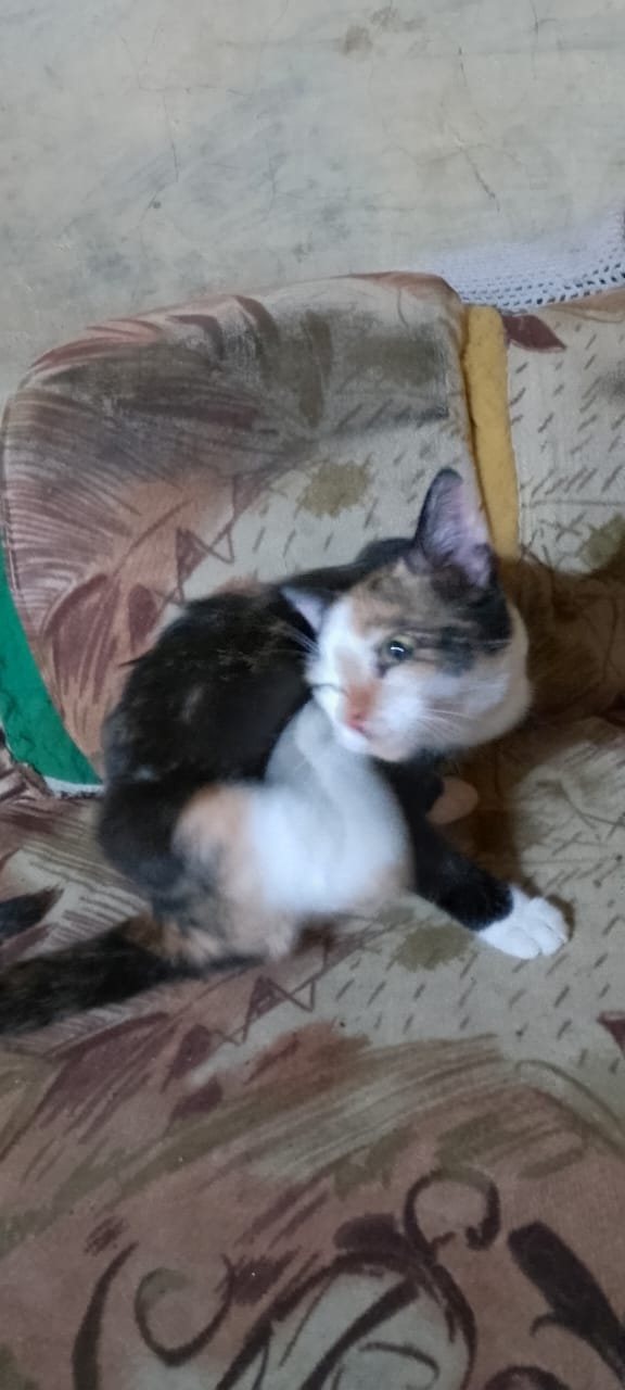 Healthy Kitten Recovery