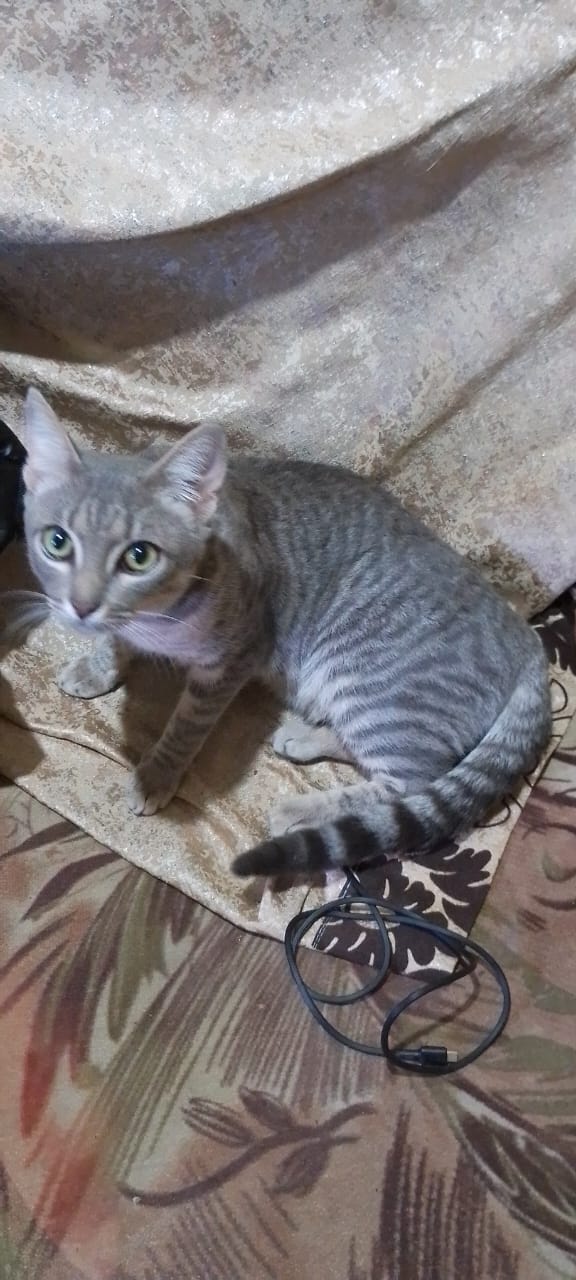 Beautiful Tabby Rescue