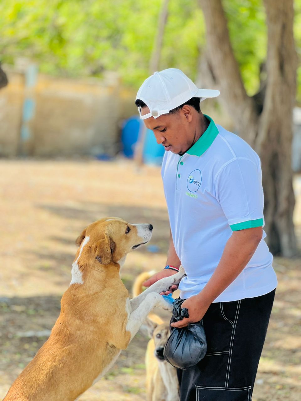 Building Trust with Street Animals
